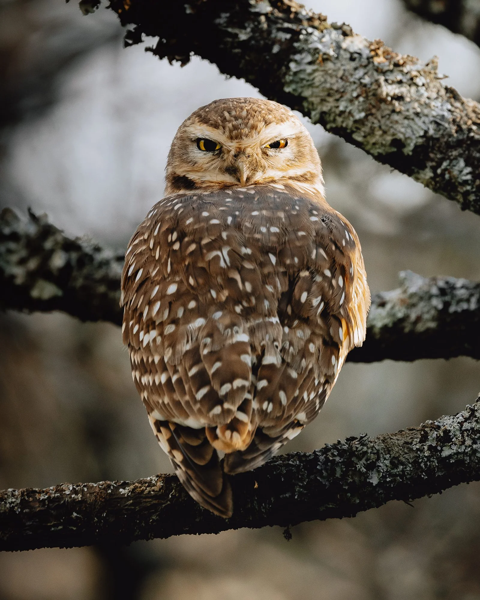 Burrowing-Owl-Edit