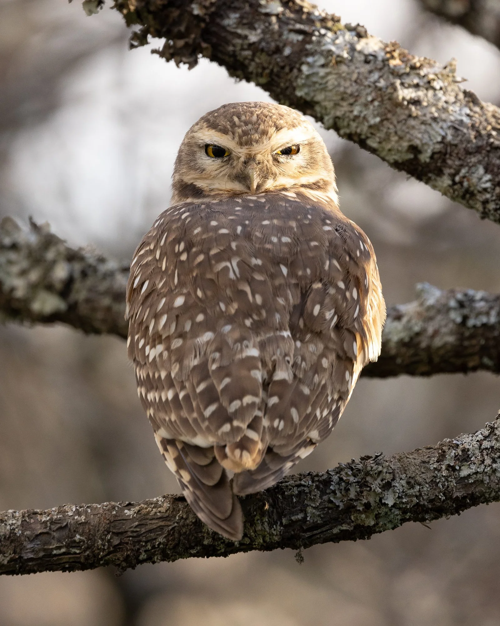 Burrowing-Owl