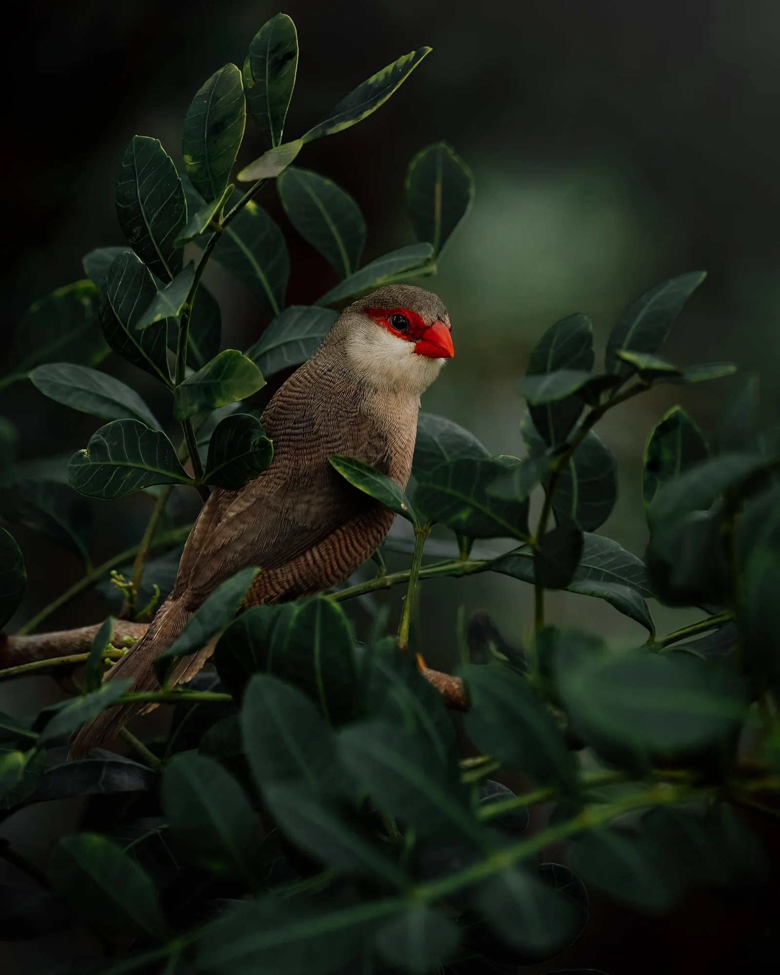 Common-Waxbill-2-Edit