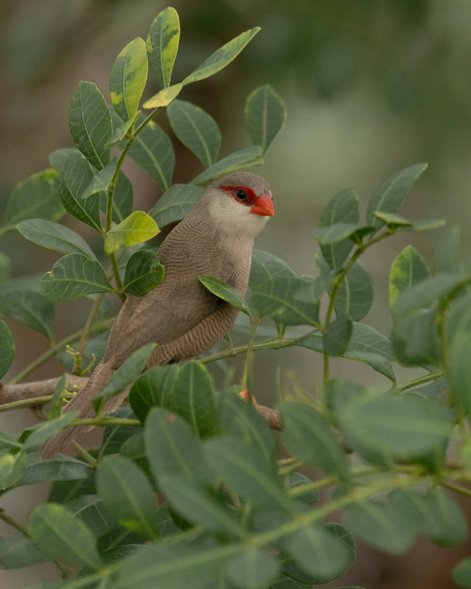 Common-Waxbill-2