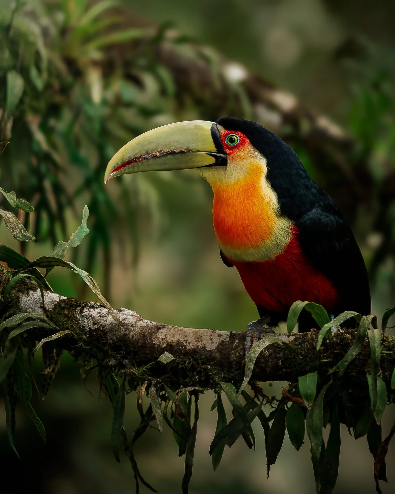 Red-breasted-Toucan-Edit