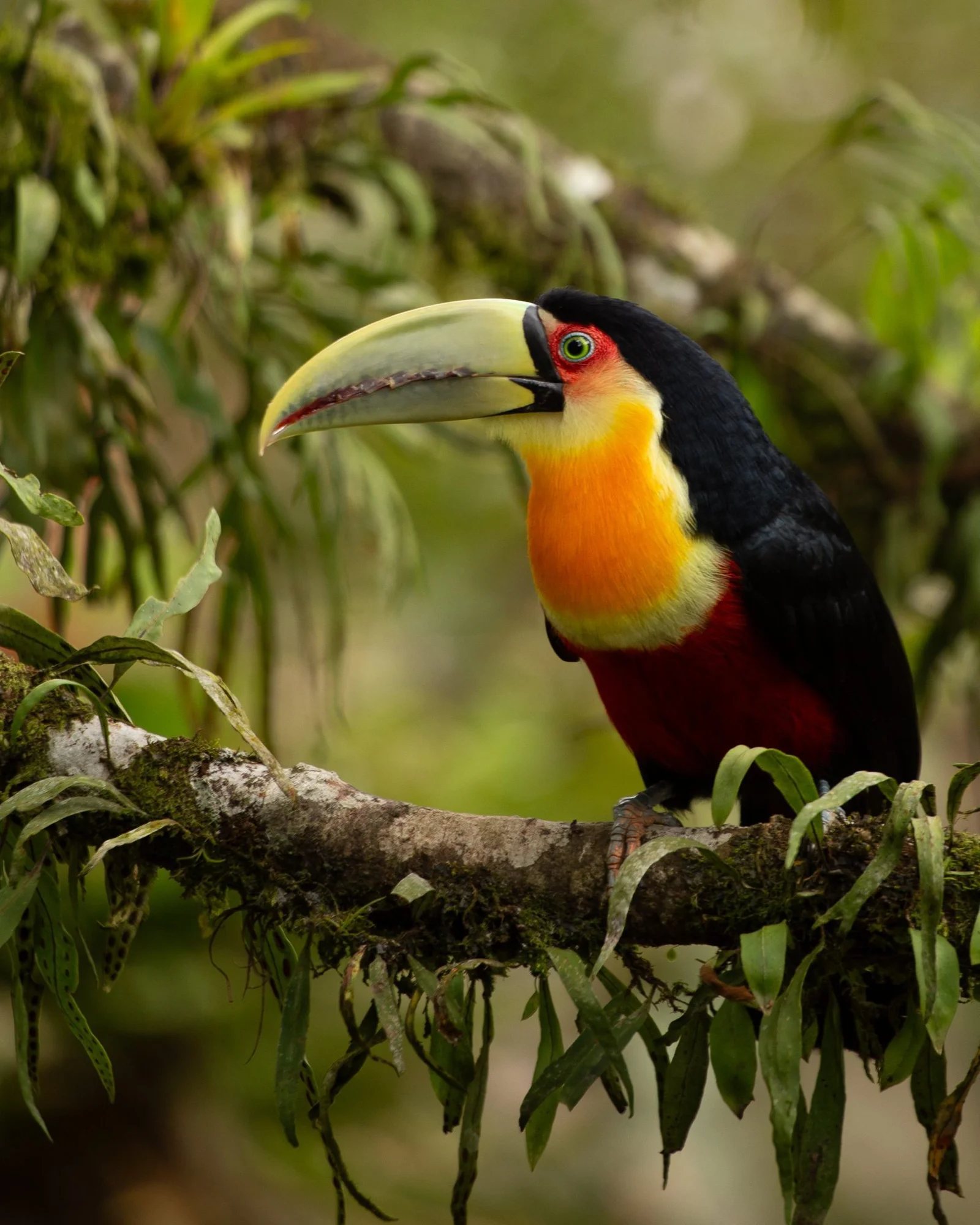 Red-breasted-Toucan