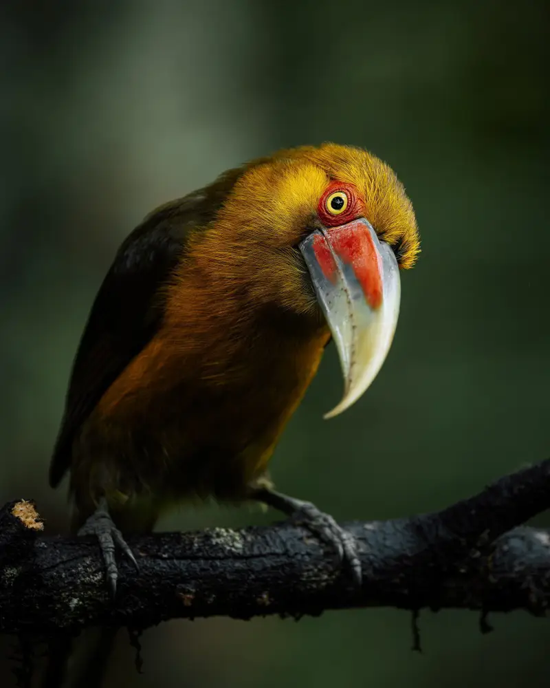 Saffron-Toucanet-2-Edit