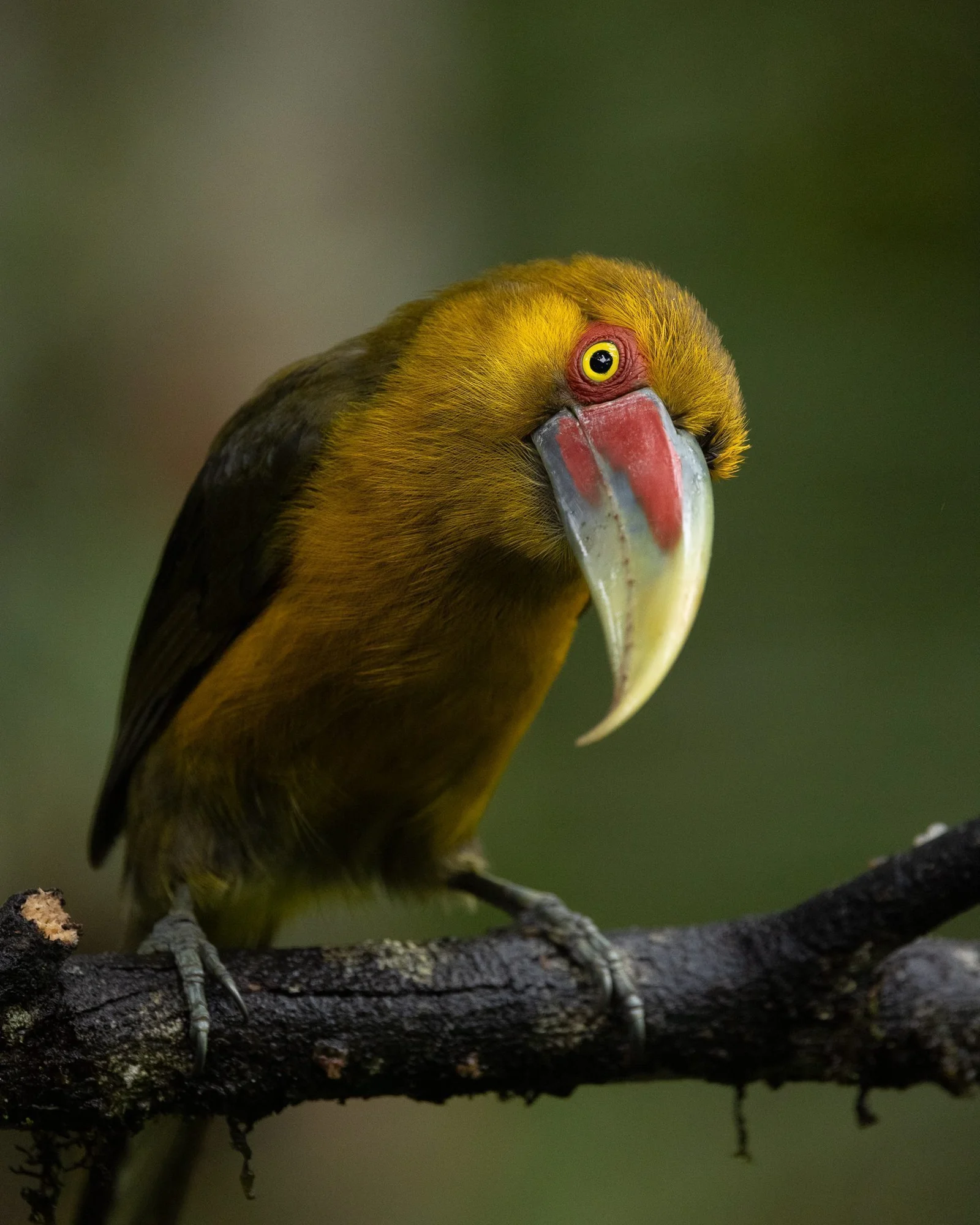 Saffron-Toucanet-2