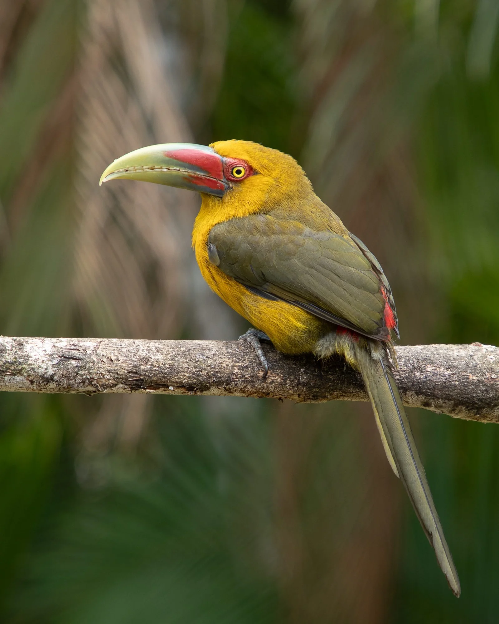 Saffron-Toucanet