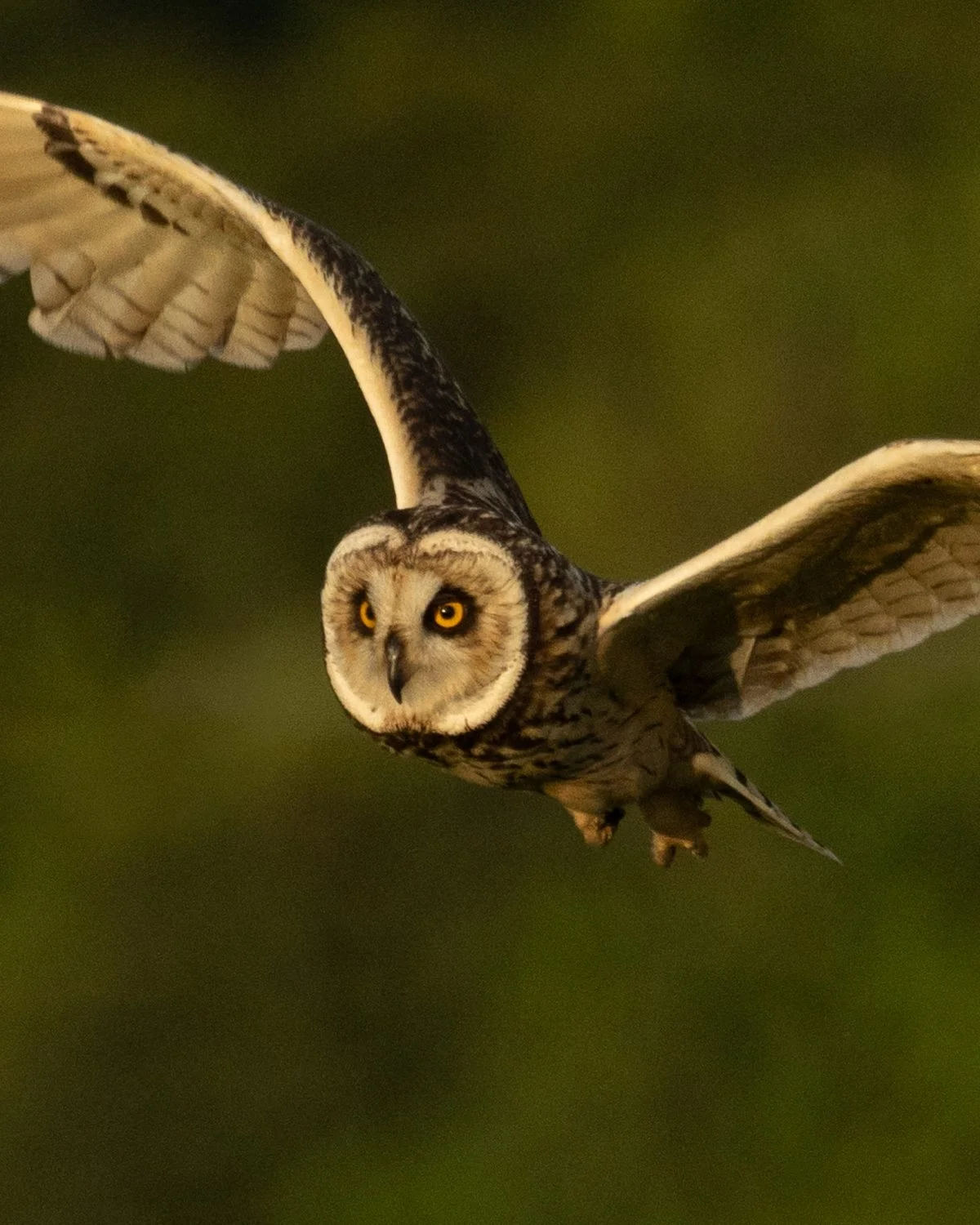 Short-eared-Owl-1