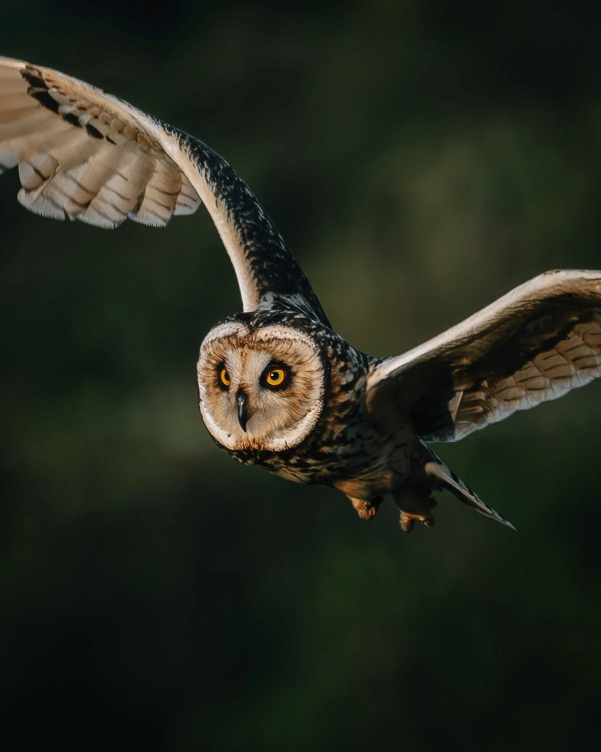 Short-eared-Owl-Edit