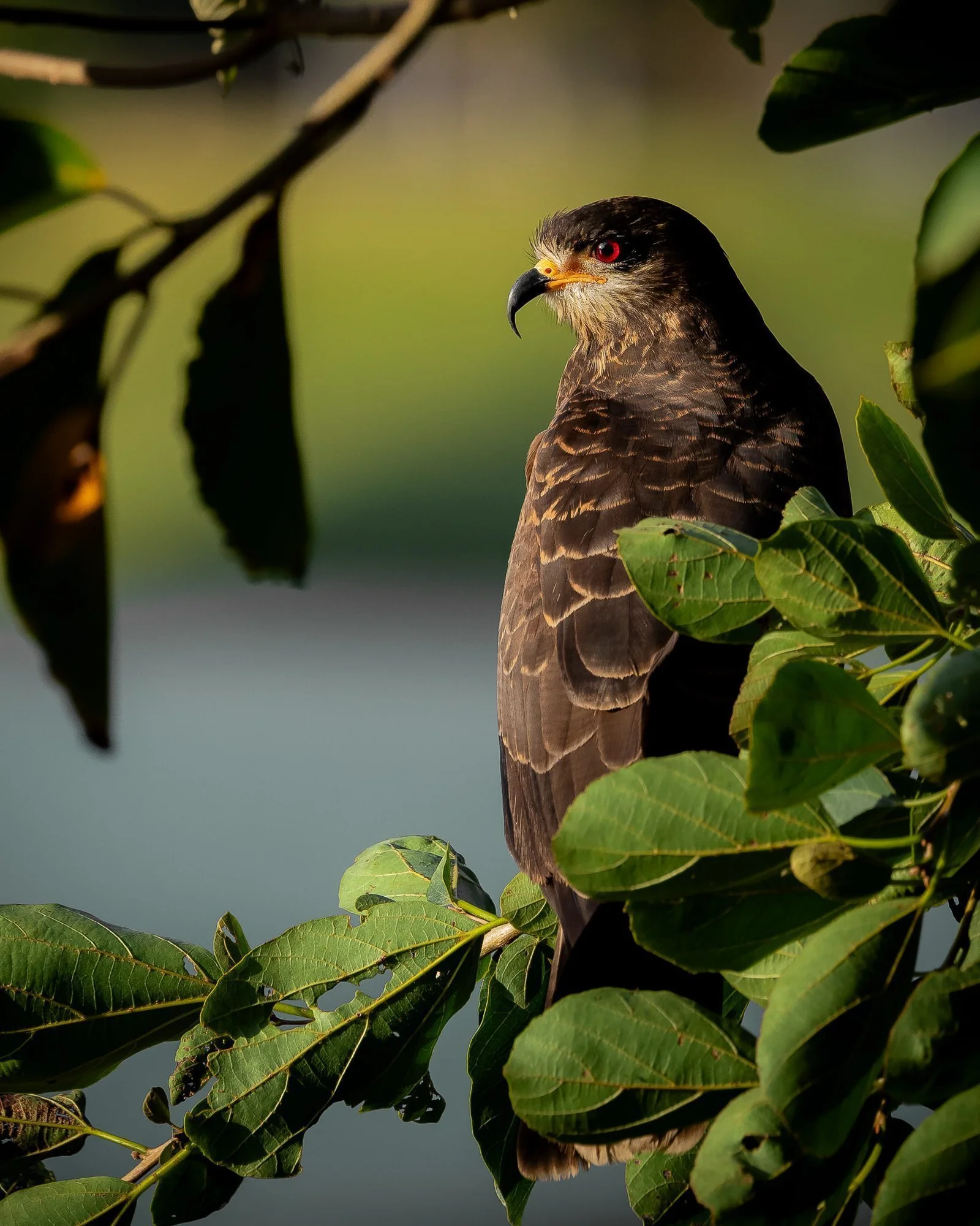 Snail-Kite-Edit