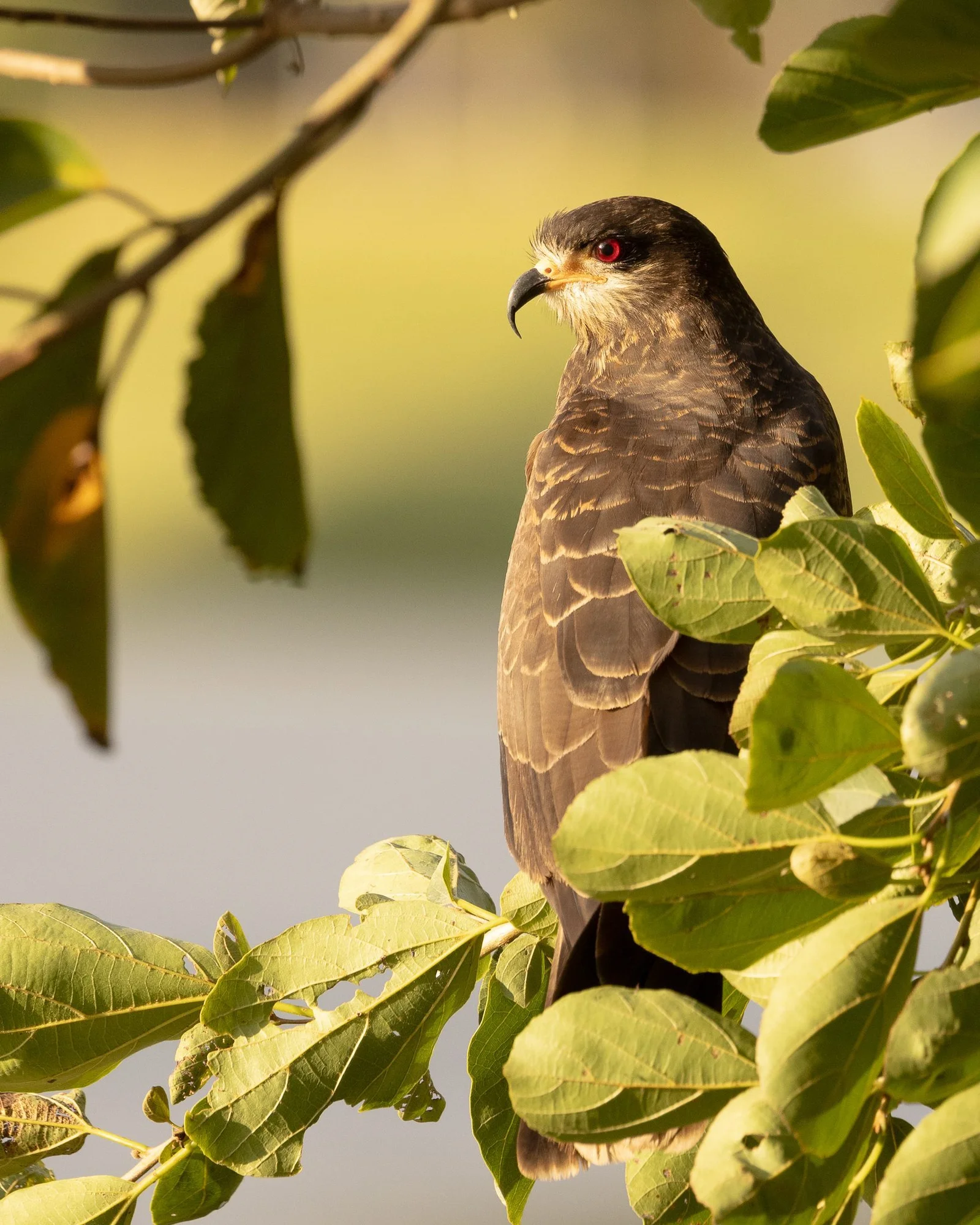 Snail-Kite