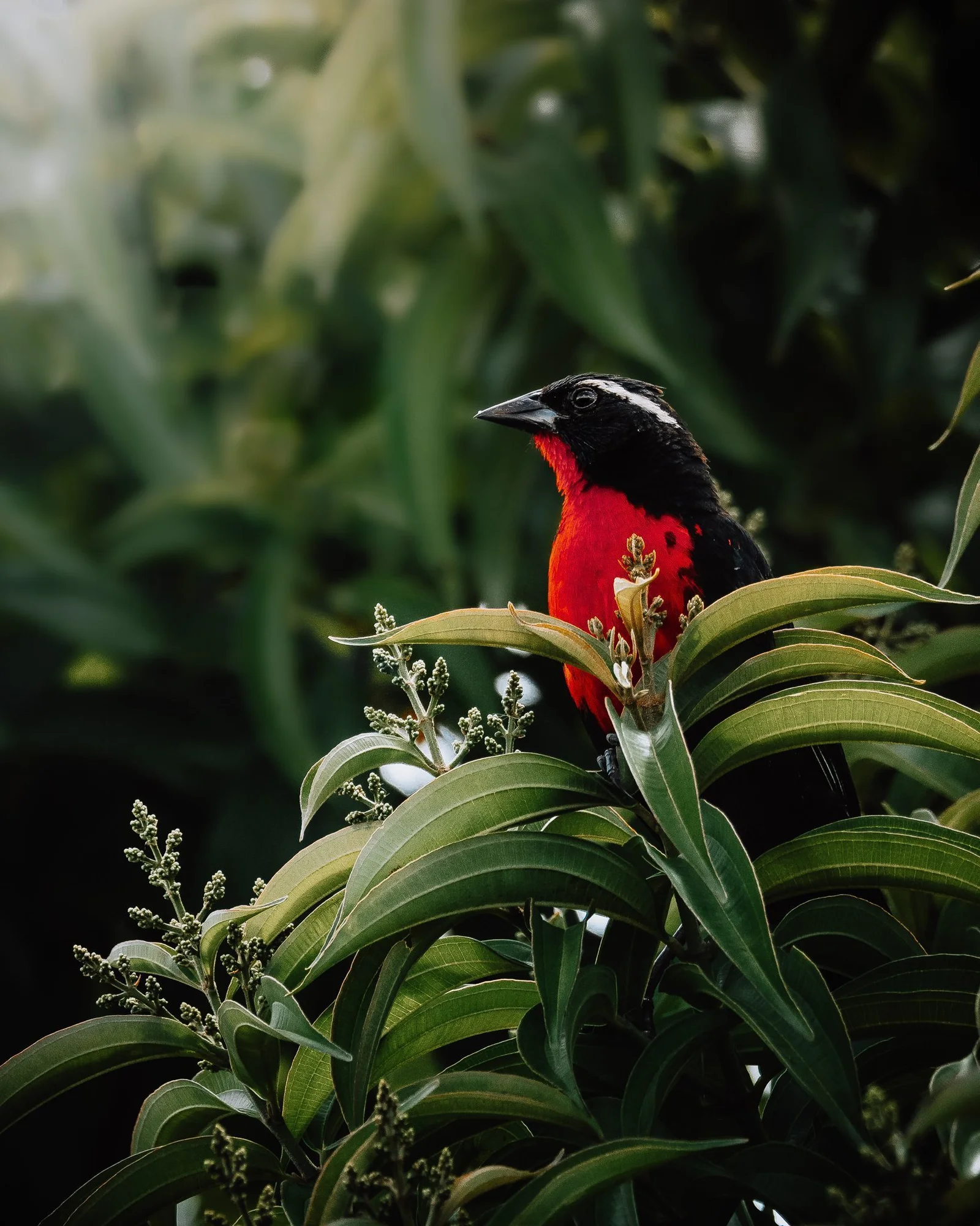 White-browed-Meadowlark-Edit