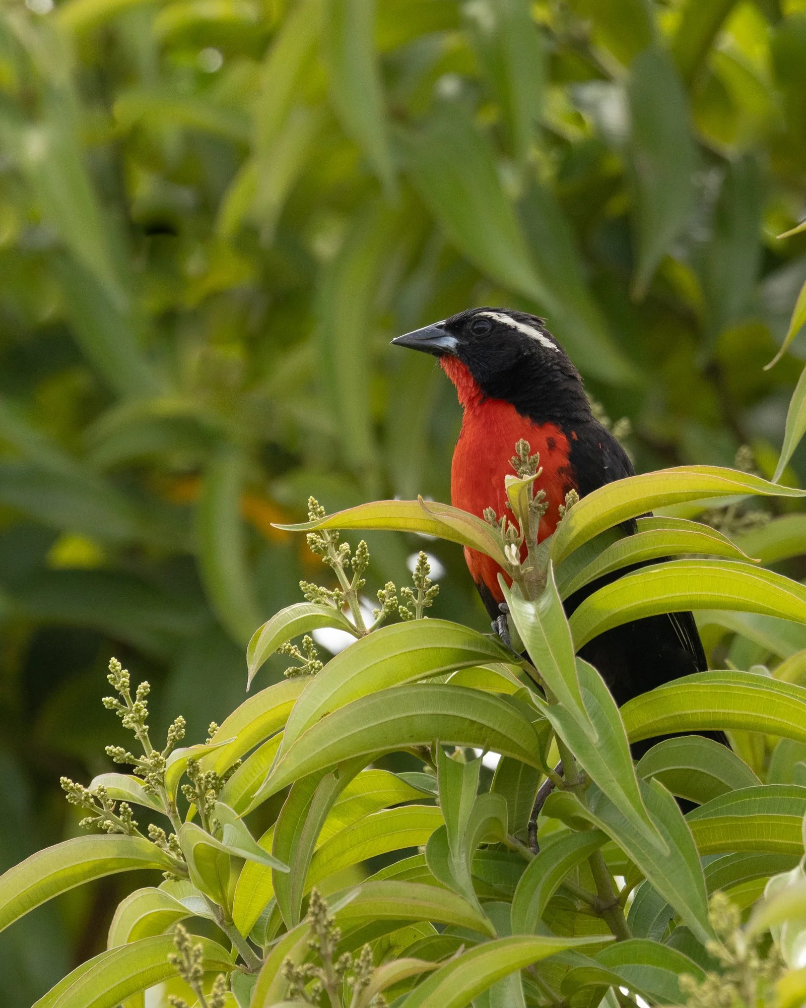 White-browed-Meadowlark